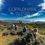 Gopaldhara Darjeeling Tea Spring Regalia Silver Tips Oolong First Flush Tea 2024 75 grams Tin Can - (Classic Series) FTGFOP1 Darjeeling First Flush Oolong Tea - Fast UK Delivery - Image 5