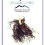 Mystique Hills Organic Black Cohosh Powder 50 g