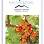 Mystique Hills Organic Fig Tree Leaves Tea, 200 g - Fast UK Delivery