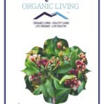 Mystique Hills Organic Clove Flowers Powder, 50 g