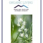 Mystique Hills Organic Shatavari Root Powder 100 g