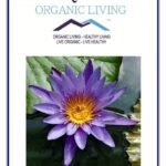 Mystique Hills Organic Lotus Petal Powder, 50 g