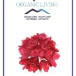 Mystique Hills Organic Rhododendron Flower Tea 100 g - Fast UK Delivery