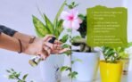 B Natural Herbal Mealy Bug Spray For Plants & Garden 100ml| 10 Minutes Result Guaranty|Removes Entire Mealy Bug Infestation|Powerful 100% Organic MealyBug Repellent Spray For Indoor & Outdoor Plants - Fast UK Delivery - Image 5