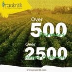 Praakritik Natural Tea Masala 100 Grams, Natural Vegetarian, Chai Masala, Daily Use Healthy Tea Masala, Natural Spices - Fast UK Delivery - Image 4